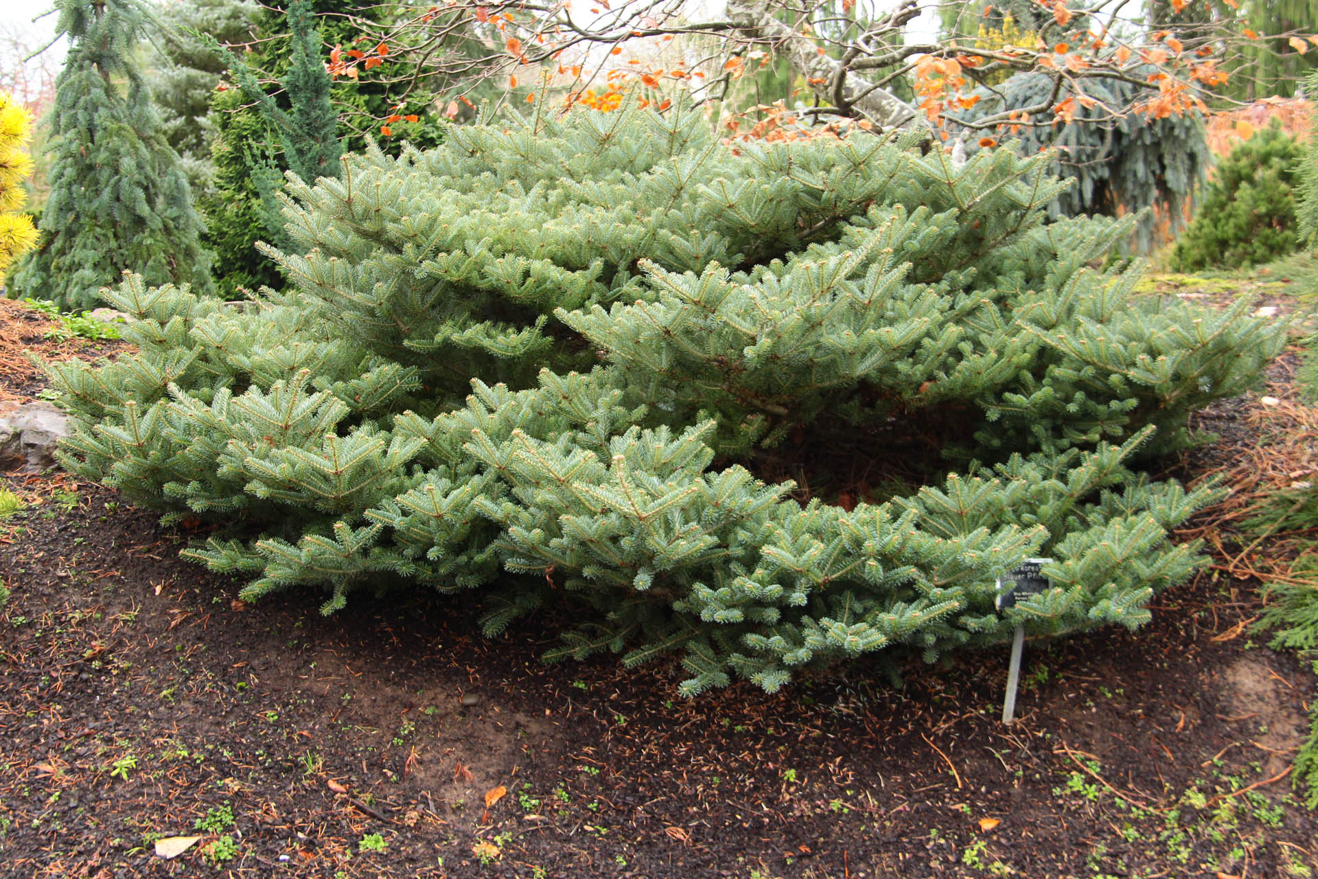 Abies koreana 